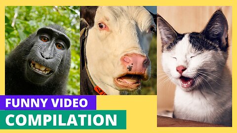 Funniest Animals 2023 😂 Best Funny Cats and Dogs and more!!! 😺🐶