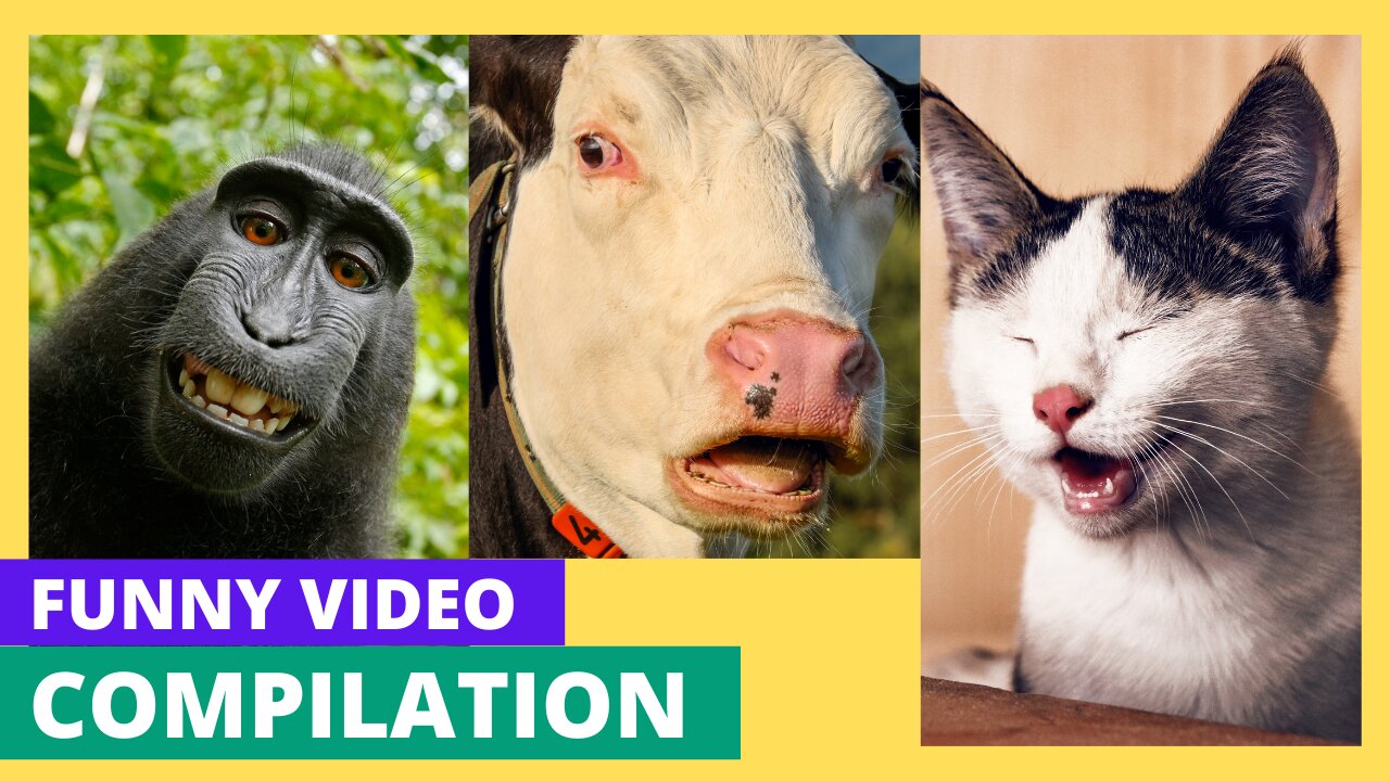 Funniest Animals 2023 π Best Funny Cats and Dogs and more!!! πΊπΆ