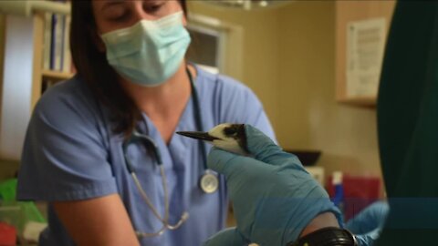 Concerning number of Shorebirds found sick or dead in Lee & Collier county