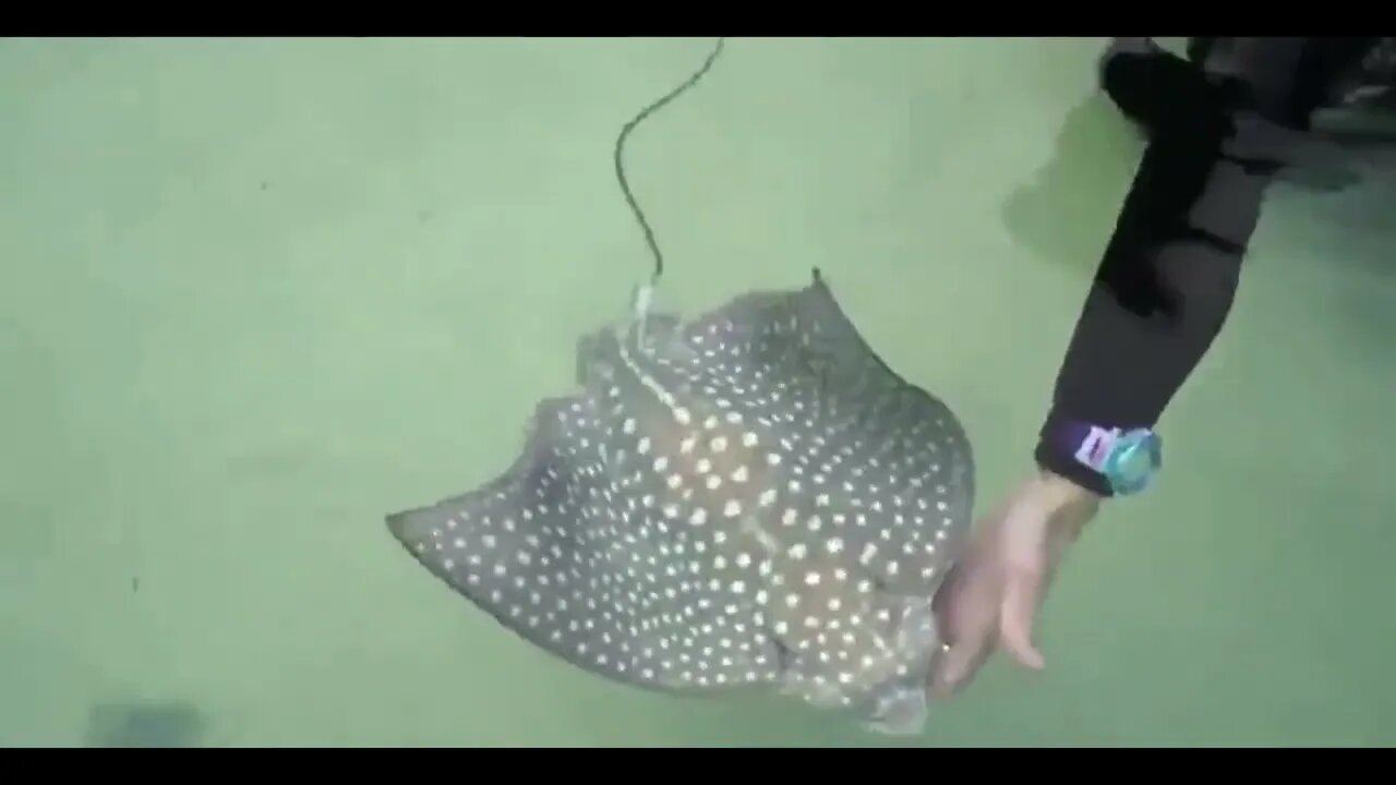 Spotted Eagle Ray Delivers Two Baby Rays