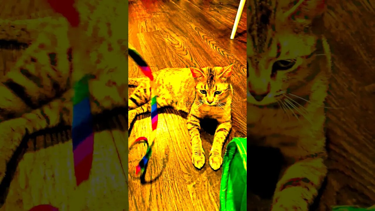 🎃Halloween Cats🐾 17