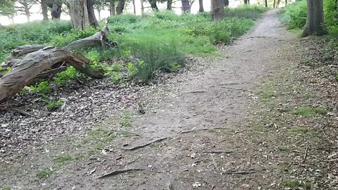 Baby rabbits in Richmond Park.
