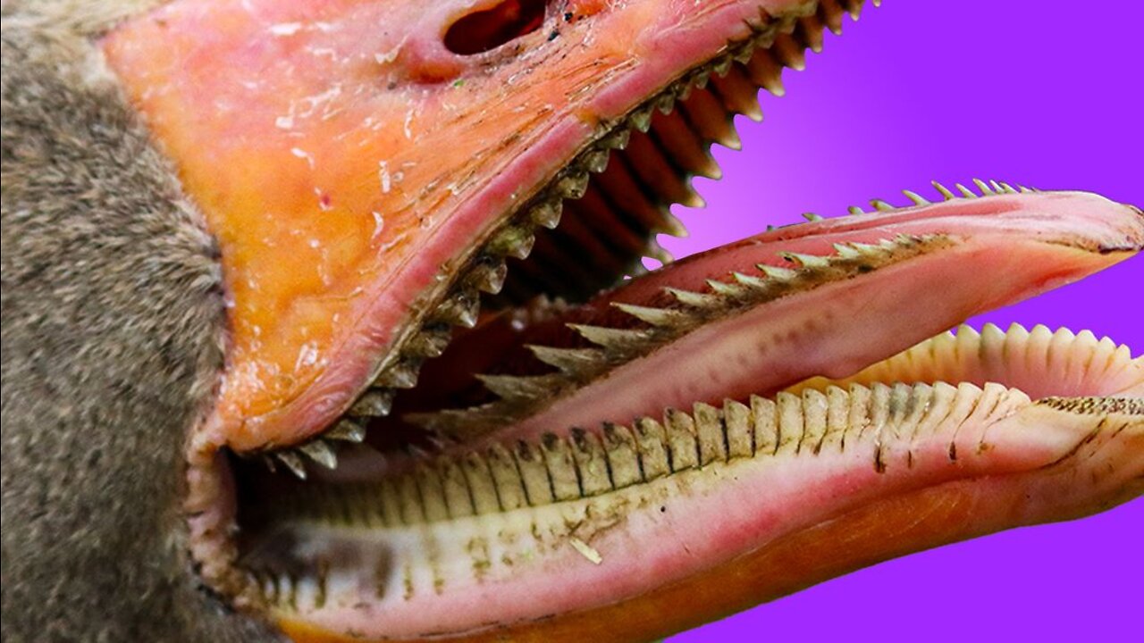 Geese Have Teeth on Their Tongues and It’s Horrifying