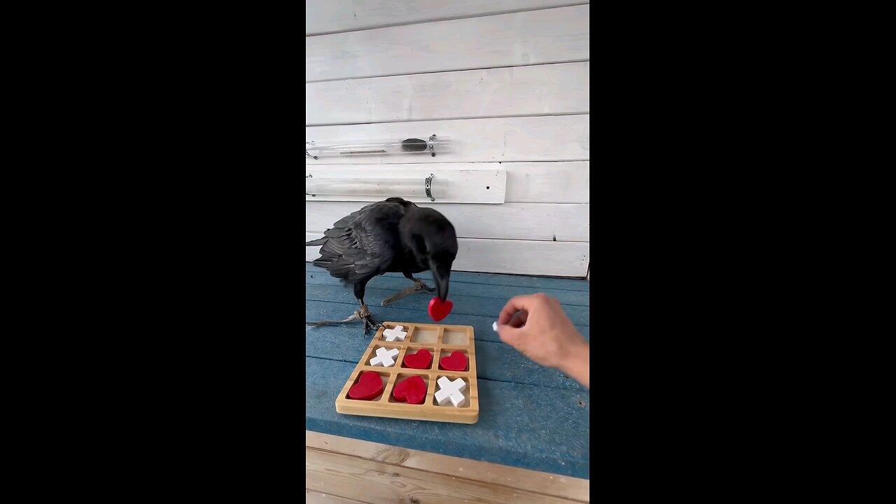 Tic tac toe with bird || #crow #bird