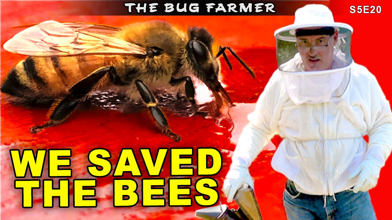 We Saved The Bees | Two colonies brought back from the brink.