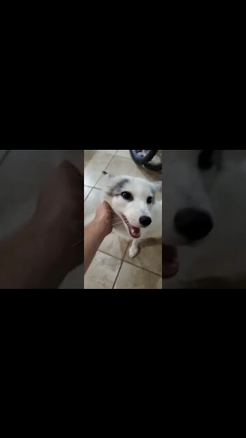 1Min Animal World #dogs #cats #pet