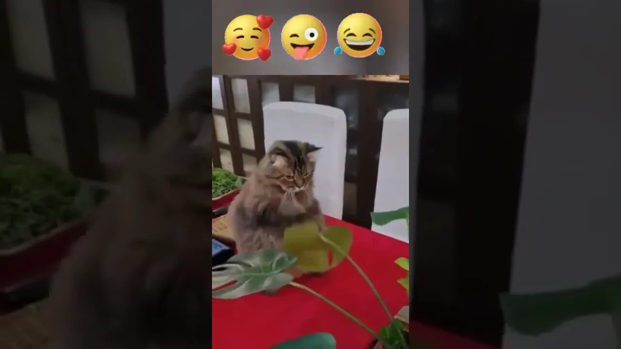 #shorts Смешные Коты Из Тик Тока 267 Funny Cats From Tiktok