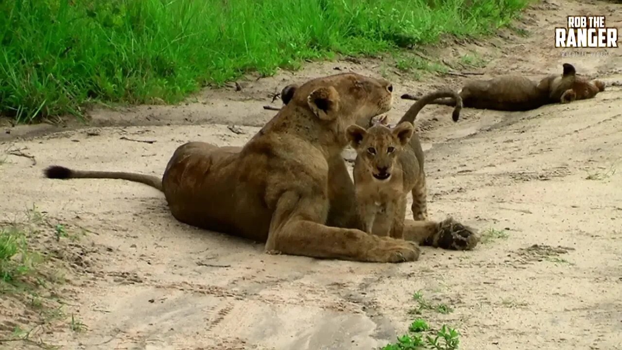 Mapogo Lions/Ximhungwe Pride And Cubs | From The Archives