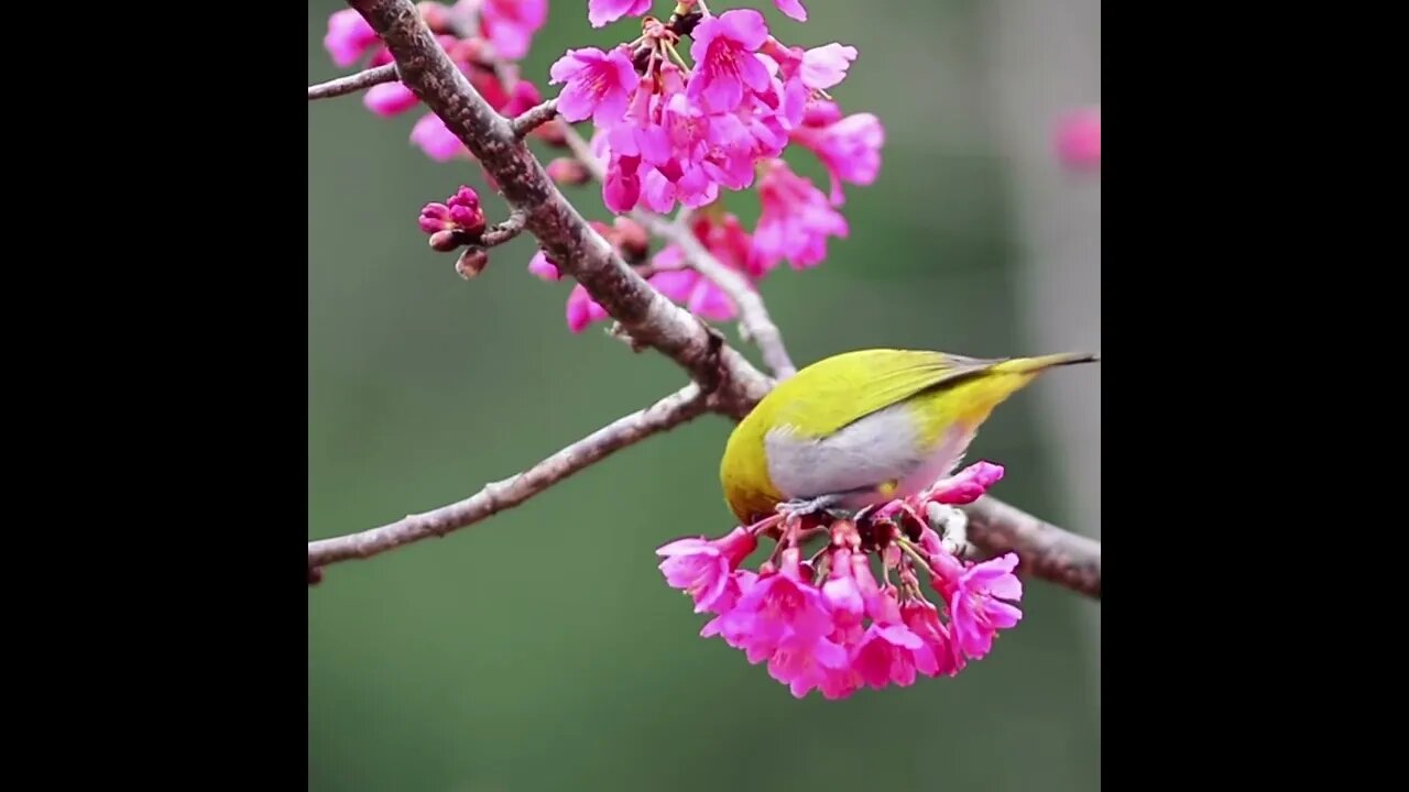 Bird on cherry