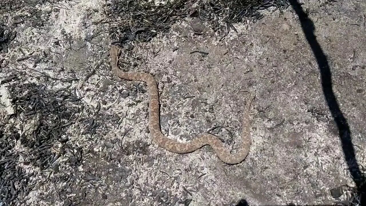 Cobra jararca aqui no Sertão