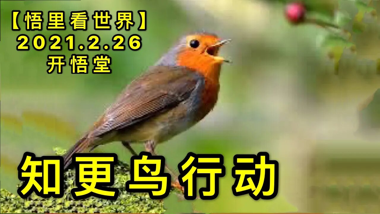 KWT1183知更鸟行动20210226-7【悟里看世界】