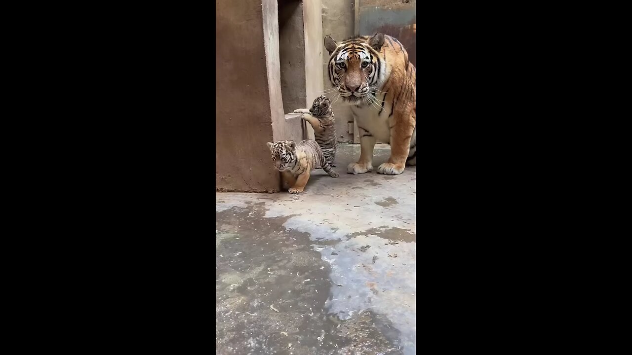 tiger family