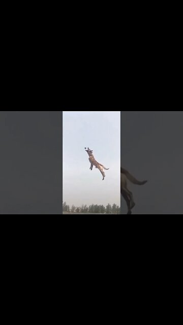 Malinois splendid jump #dogs #jump