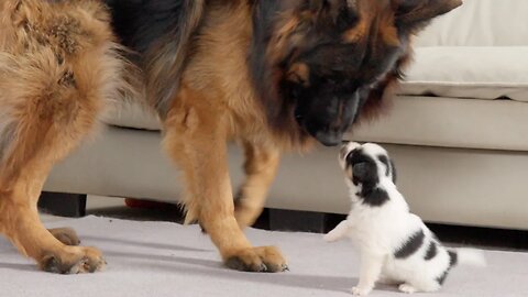 German Shepherd Tries to Comfort Crying Puppy