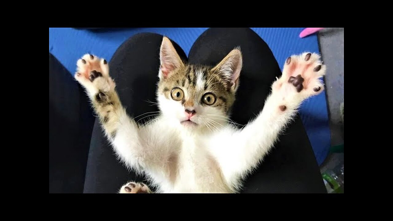 Funny animals - Funny cats dogs - Funny animal videos