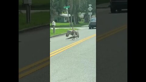 Three massive bullies heckle and surround a little scaley guy; who was just out minding 🇺🇸