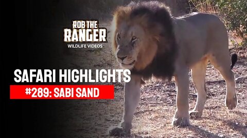 Safari Highlights #289: 01 - 04 Sep 2014 | Sabi Sand Nature Reserve | Latest Wildlife Sightings