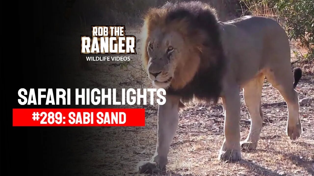 Safari Highlights #289: 01 - 04 Sep 2014 | Sabi Sand Nature Reserve | Latest Wildlife Sightings