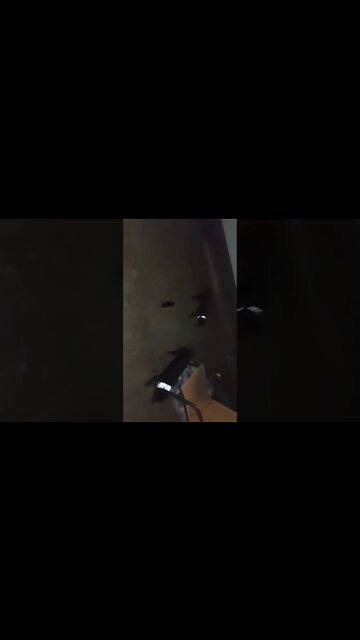 Rottweilers - Lil' Eddie & Faye - Nocturnal Filming Of Wild Beasts