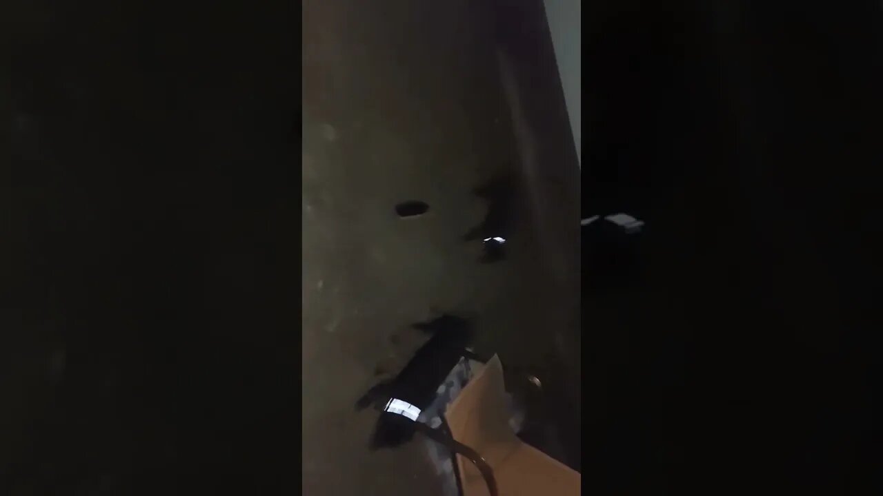 Rottweilers - Lil' Eddie & Faye - Nocturnal Filming Of Wild Beasts