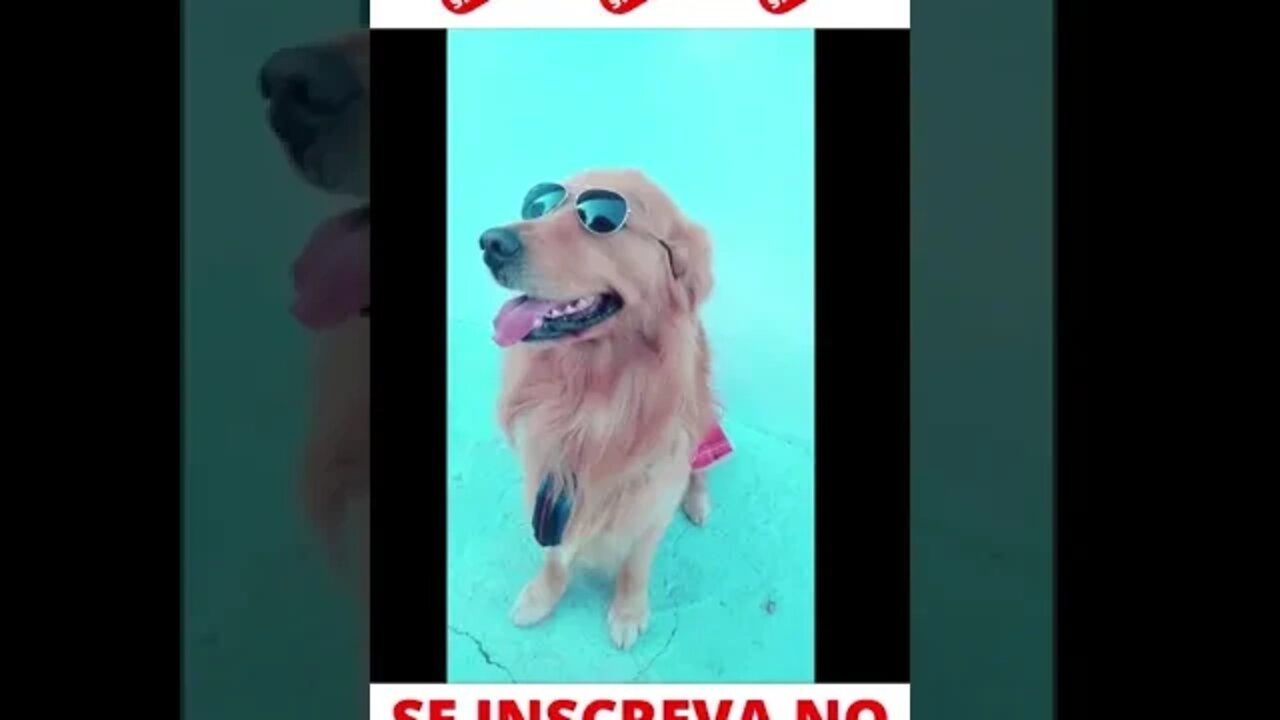 Cachorro Nicolas Cage #shorts