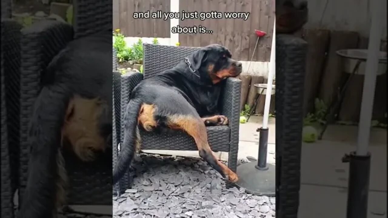 Not a care in the world 👌🧏‍♀️ #shorts #rottweiler #doglife