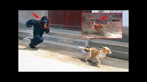 Fake Small Gorilla vs Dog Prank Scary Funny Doggys TRY TO NOT LAUGH