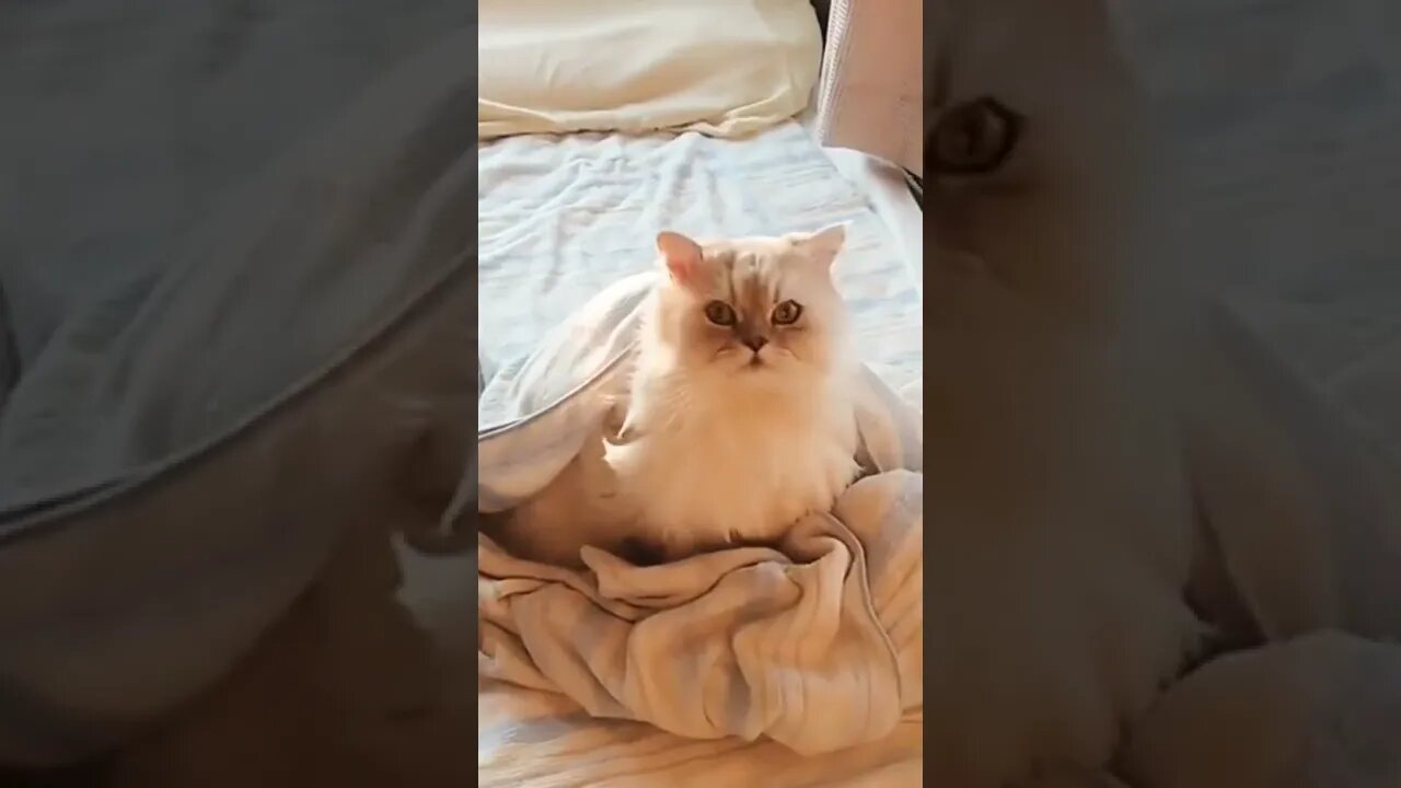 Cut Cat Video#shorts #reels #cat