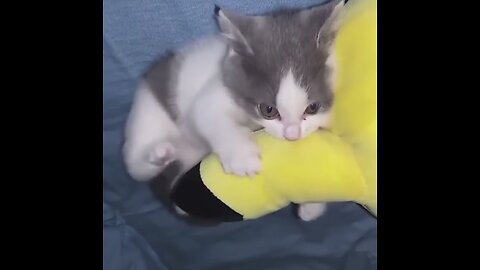 ADORABLE KITTEN - THE DESTROYER 🤣🤣