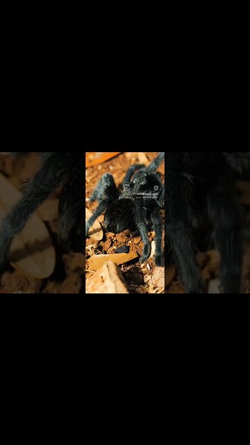 Tarantula on the RUN!