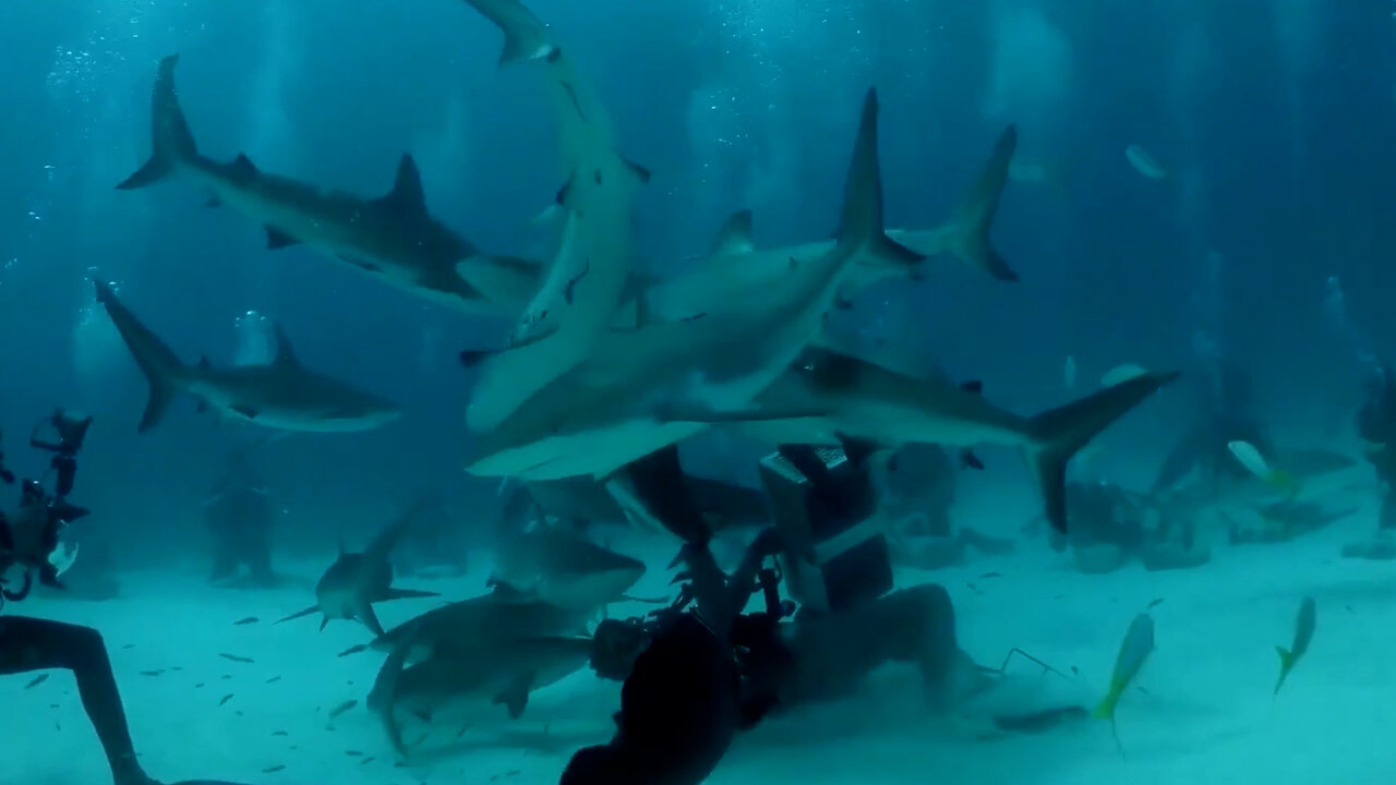 Shark Attack Caught on Camera - Divers Suddenly Surrounded by Feeding Frenzy