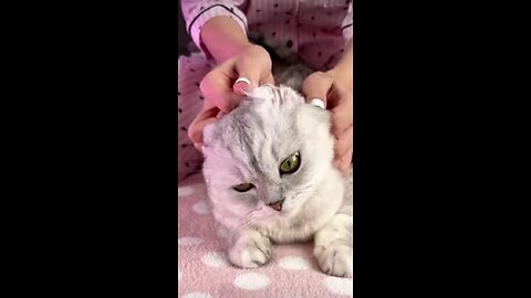 Ayesha got a new toy made of herself