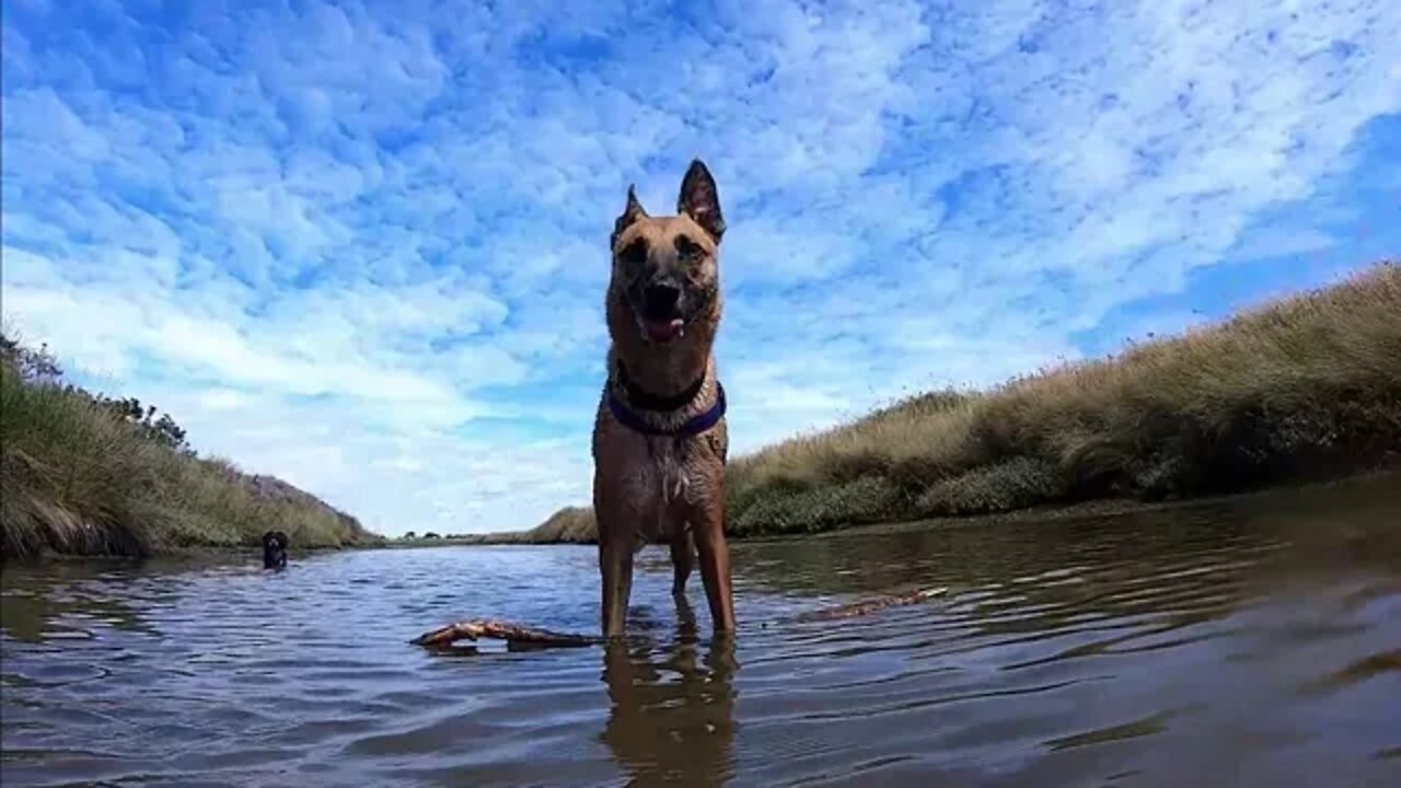 Owning a Malinois
