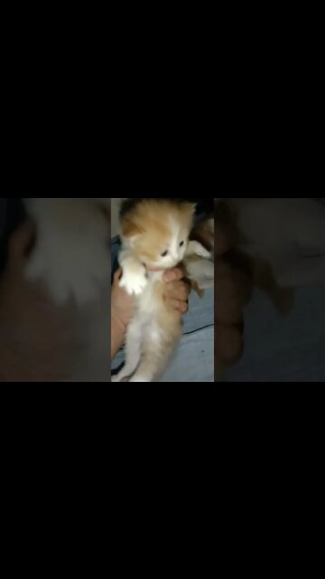Kittens For Sale ! Location #multan #youtubeshorts #persiancats #cats #cutecat #cutecat #kittens