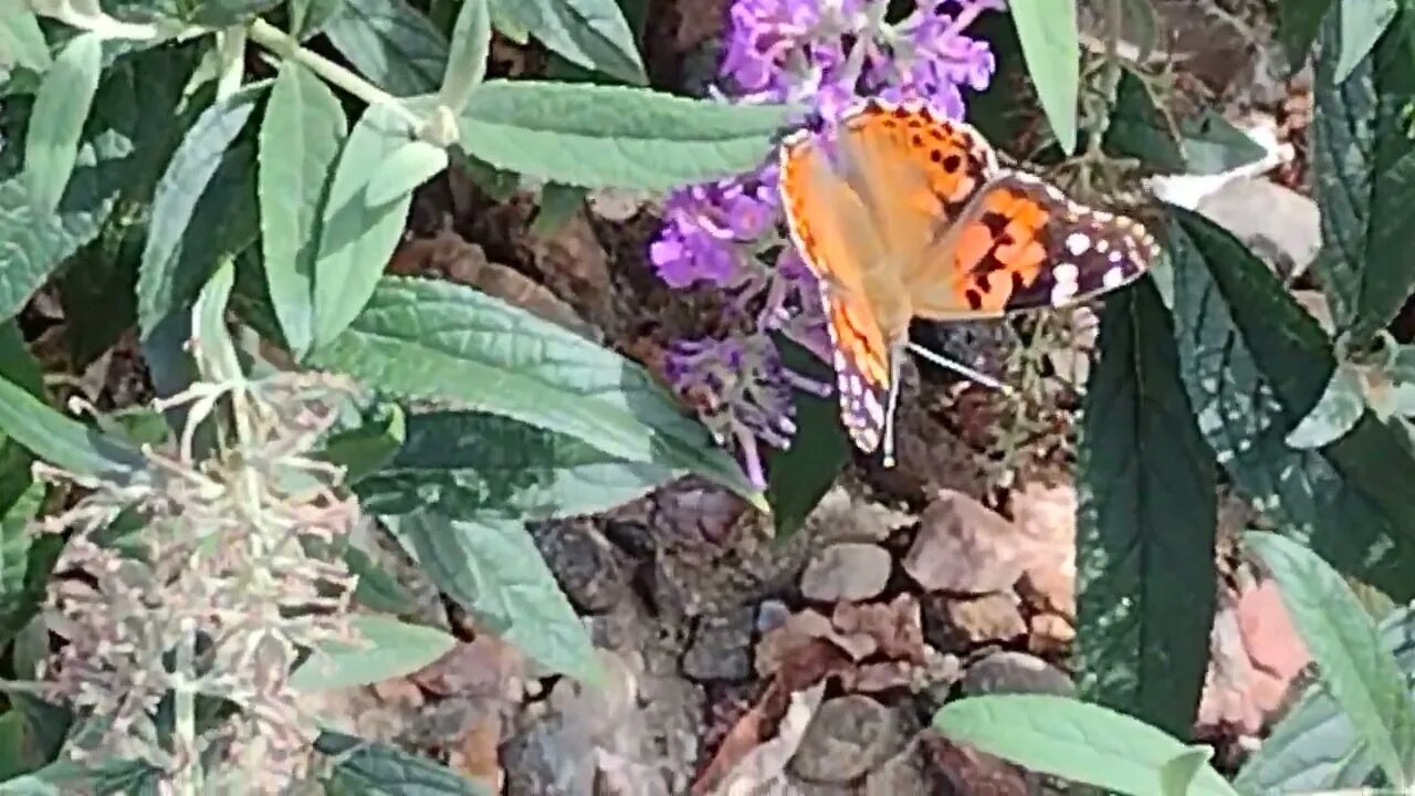 Butterfly fall