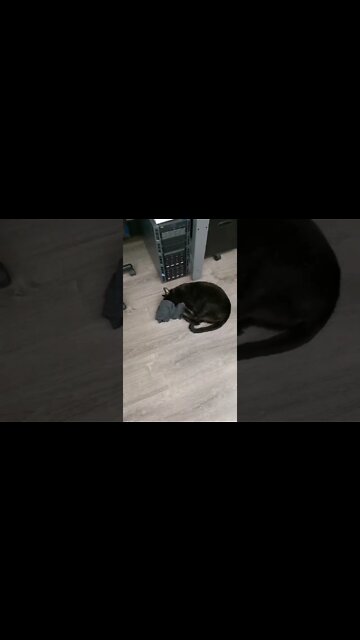 Clinton the cat vs. Steve, Rossmann Group store manager