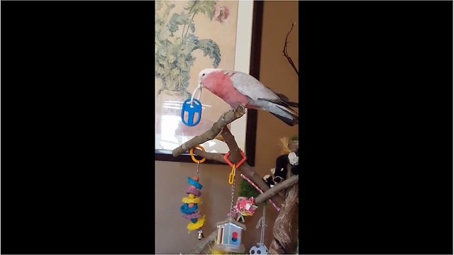 Funny parrot dances along to country music