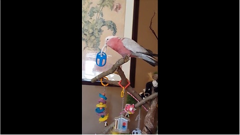 Funny parrot dances along to country music