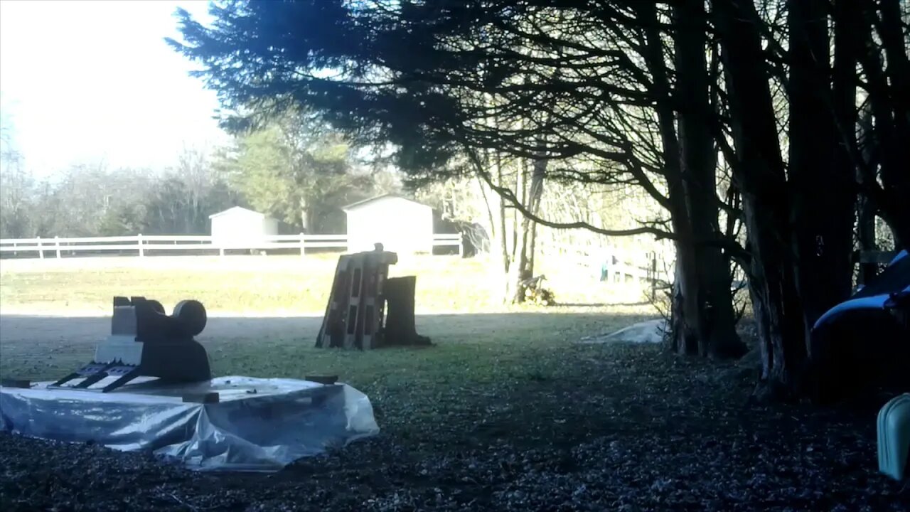 Crazy Squirrel action!