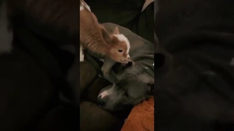 When the dog is kind and patient to others