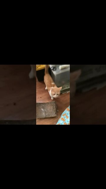 Oliver And Emily Both Want Attention! (2022) #Shorts 😺