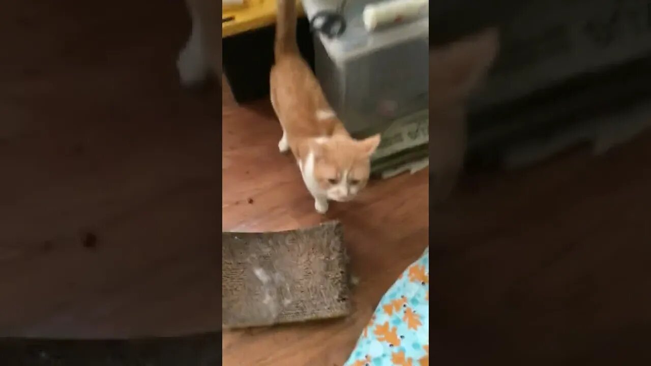 Oliver And Emily Both Want Attention! (2022) #Shorts 😺