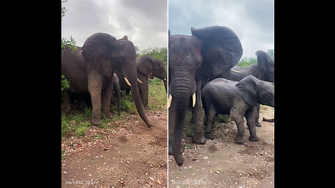 Elephant attacks her sibling.