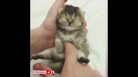 cute cat videos 😹 funny videos 😂1548