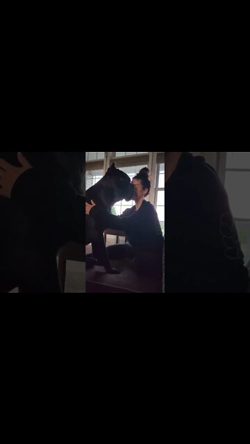 Cane Corso Needs Her Love 💔 #shorts #love #viral #funnydogs