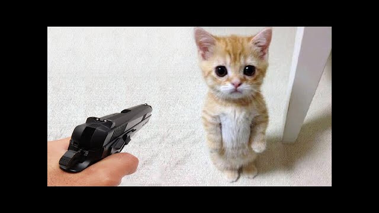 Funniest Animals 2023 Cats Videos Part 2 Funny Dogs and