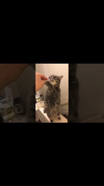 Making a cat do tricks for a treat #shorts