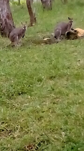 It Must be Wonderful to Walk Around in a Sea of Dinner and Not Get Sticky Fingers.🦘💚🦘