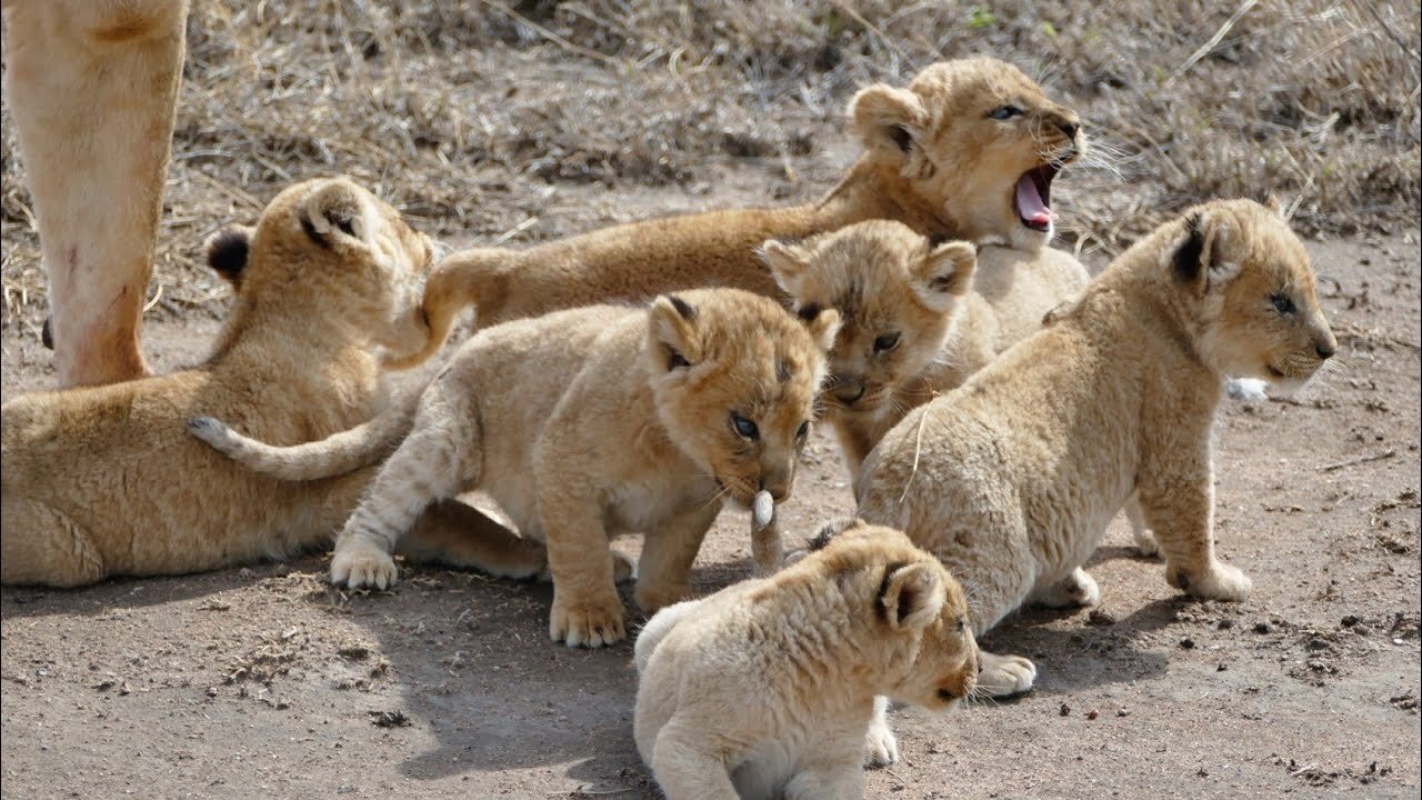 SIX LION CUBS enjoy their first outdoor adventure