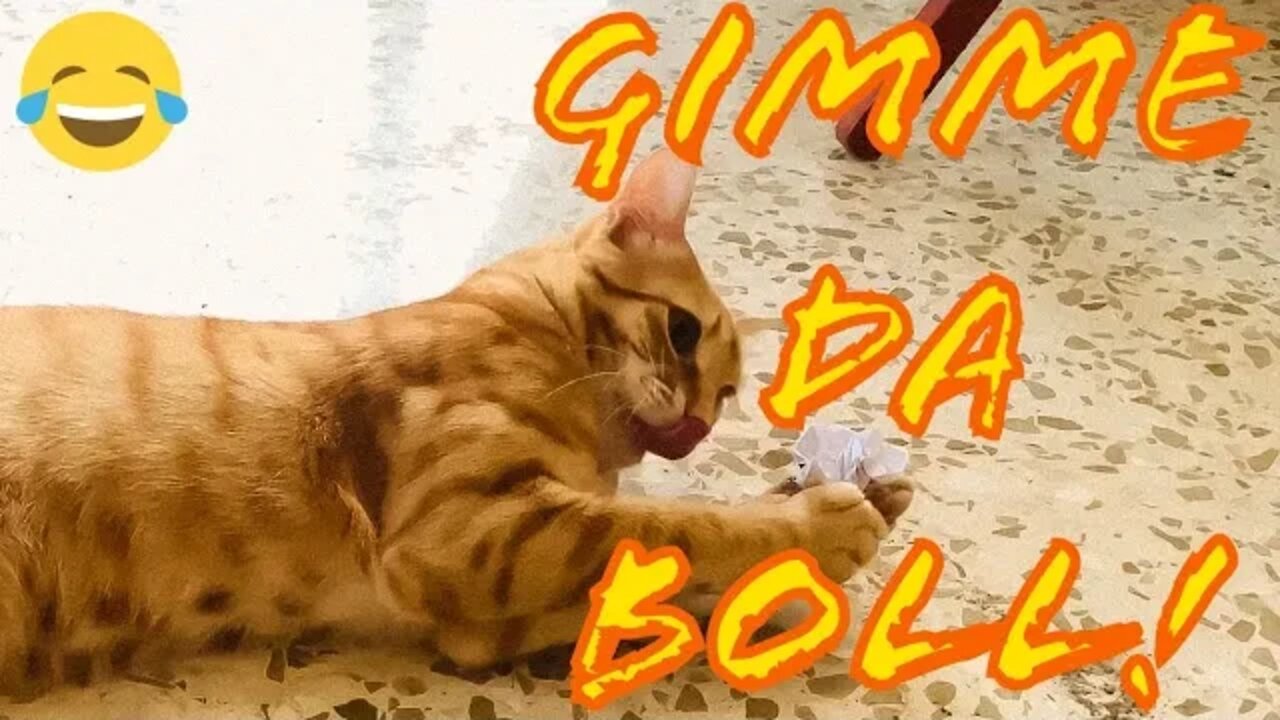 Sunny Plays With A Paper Ball